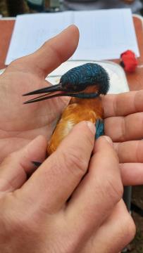 Obrockanje Zdravci 6